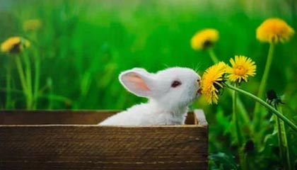 钟祥伴游,定制QQ:3494206190微信:act1322